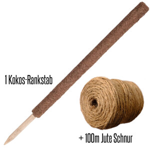 Kokos-Rankstab Länge 80x4 cm + 100 m Jute Schnur