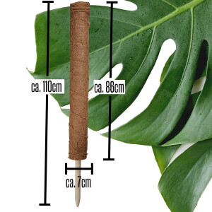 2 x Kokosstab für Kletter- und Zimmerpflanzen wie Monstera - Rankstab Länge 110 x 6,7cm Durchmesser