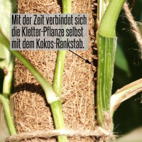 2 x Kokosstab für Kletter- und Zimmerpflanzen wie Monstera - Rankstab Länge 110 x 6,7cm Durchmesser