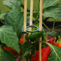100 x Pflanzenstüze aus 100% Natur-Bambus 90 cm Ø 6 mm + 20 Pyramidenringe mit einem Durchmesser von 4 cm besonders geeignet für Gemüsepflanzen (Tomaten, Paprika. Gurken)
