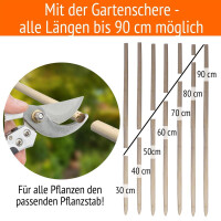 50 Pflanzenstäbe + 10 Pflanzenstützringe