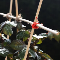 Juteschnur aus rot gefärbter Naturfaser 100m 3-fach